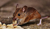 24 Hour & Emergency Exterminators in Saint Clair, MO